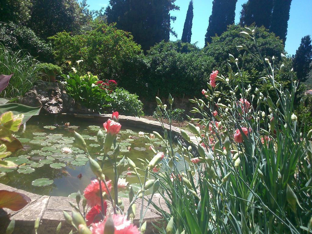 スラノ Antun Mozara Family House Bed & Breakfast エクステリア 写真