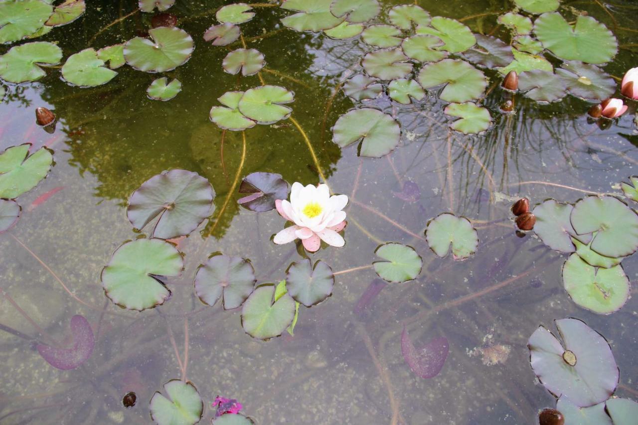 スラノ Antun Mozara Family House Bed & Breakfast エクステリア 写真
